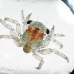 Crab Larva